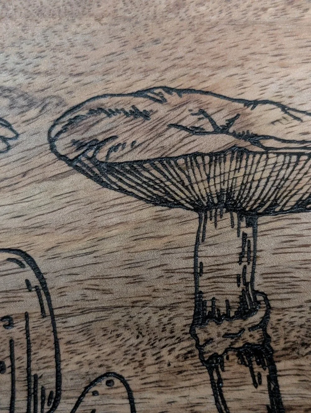 Mini Mushroom Tray